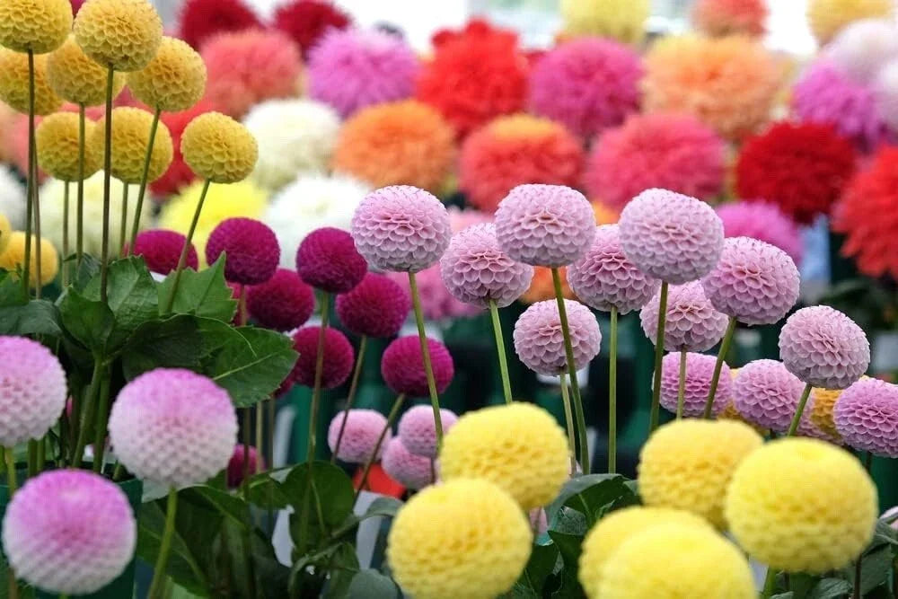 Dahlia Pom Pom Seeds - 100+ Mixed Color Seeds for Planting - Dahlia pinnata - Easy to Grow, Pollinator Friendly