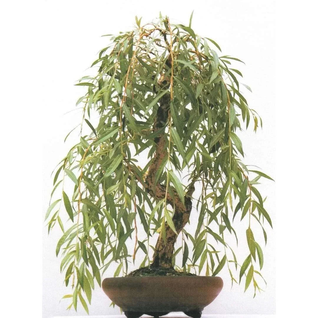 Weeping Willow Bonsai Cutting - Gold Bark, Vibrant Green Foliage - Salix babylonica 'Anna' - Indoor/Outdoor Plant