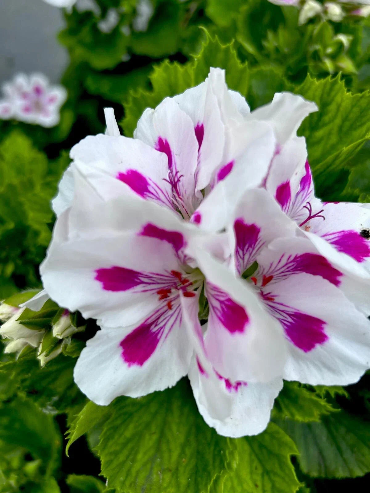 Geranium Live Plants 10-12" White Pink Perennial Pelargonium - Low Maintenance Colorful Flowers for Garden and Containers