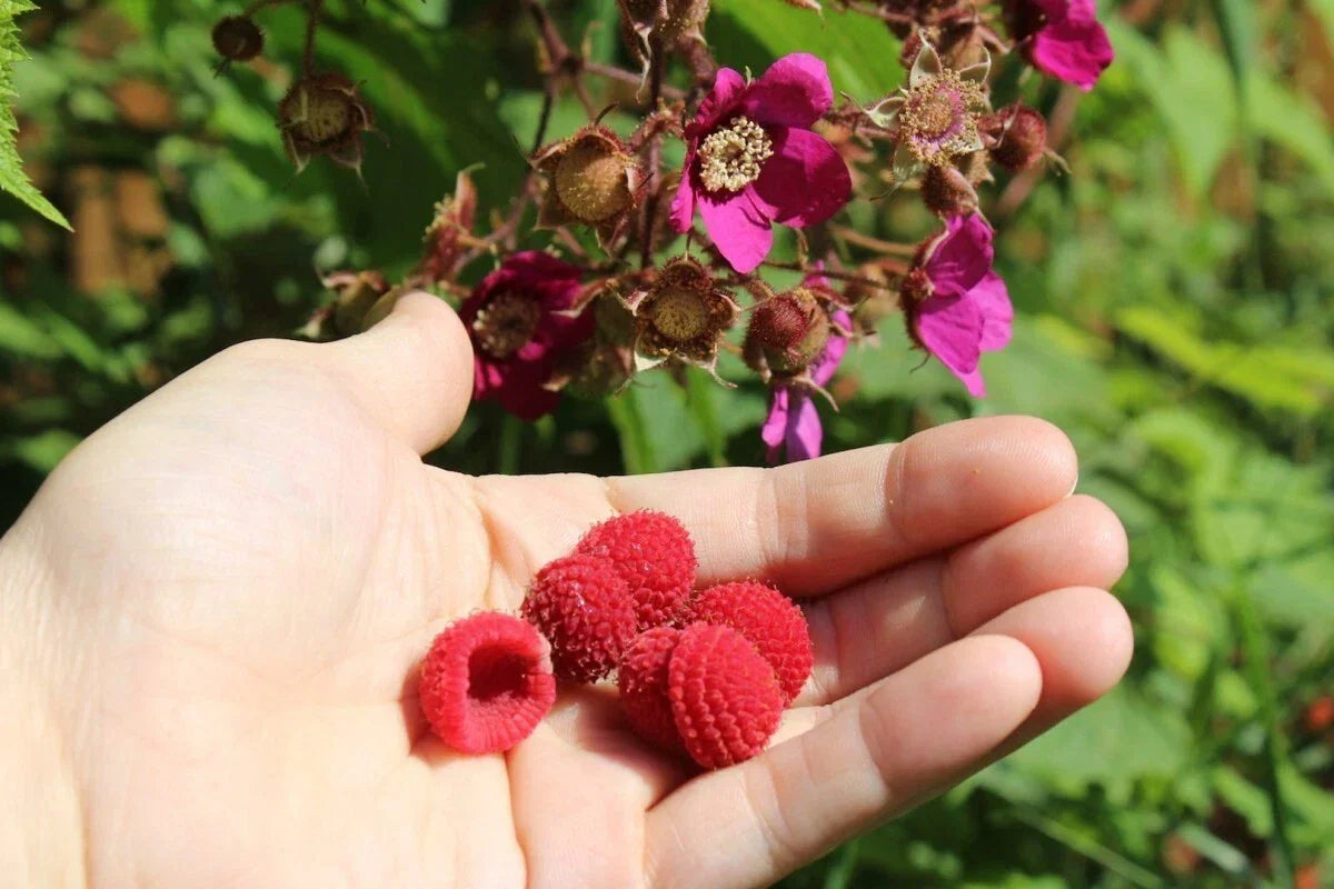 Thornless Purple Flowering Raspberry Live Starter Plant - Self-Pollinating Rubus odoratus - Easy Care Garden Addition