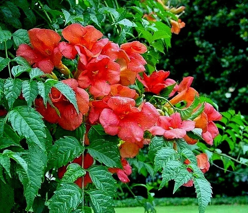Live Plant Starter Rooted Orange Hummingbird Trumpet Creeper Vine Campsis radicans - Attracts Hummingbirds & Butterflies