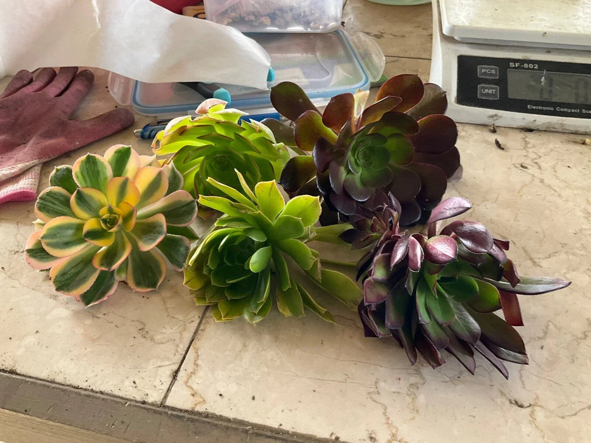 Aeonium Cuttings Set of 5 - 4” Wide Succulent Varieties - Exotic Houseplants - Aeonium spp. - Perfect for Propagation