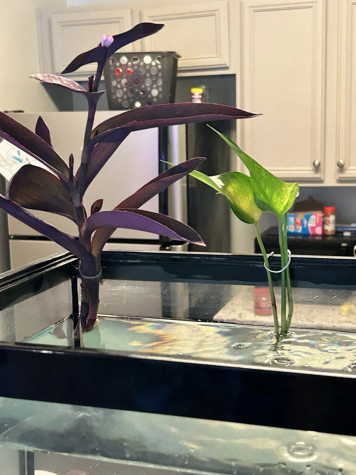 Pothos Cutting | Rooted Plant | Green Vine | Epipremnum aureum | Easy Care Indoor Plant for Propagation and Air Purification