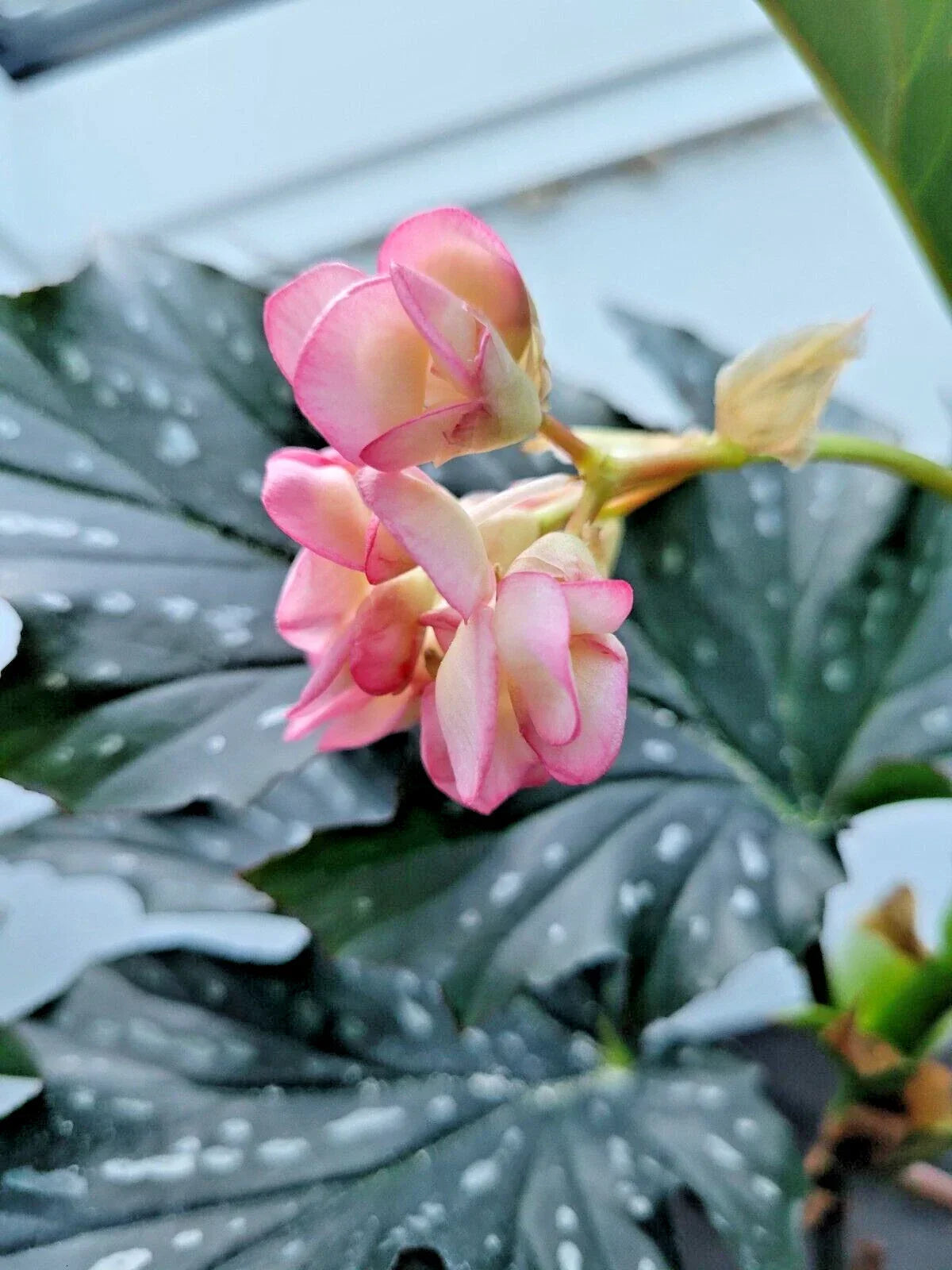 Angelwing Begonia Starter Plant 2.5" Pot Polka Dot (Begonia maculata) Indoor Houseplant for Partial Shade, Easy Care