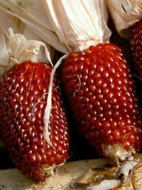 Red Strawberry Popcorn Seeds - Non-GMO Heirloom - Zea mays everta - Fresh Seeds for Planting - Perfect for Home Gardening