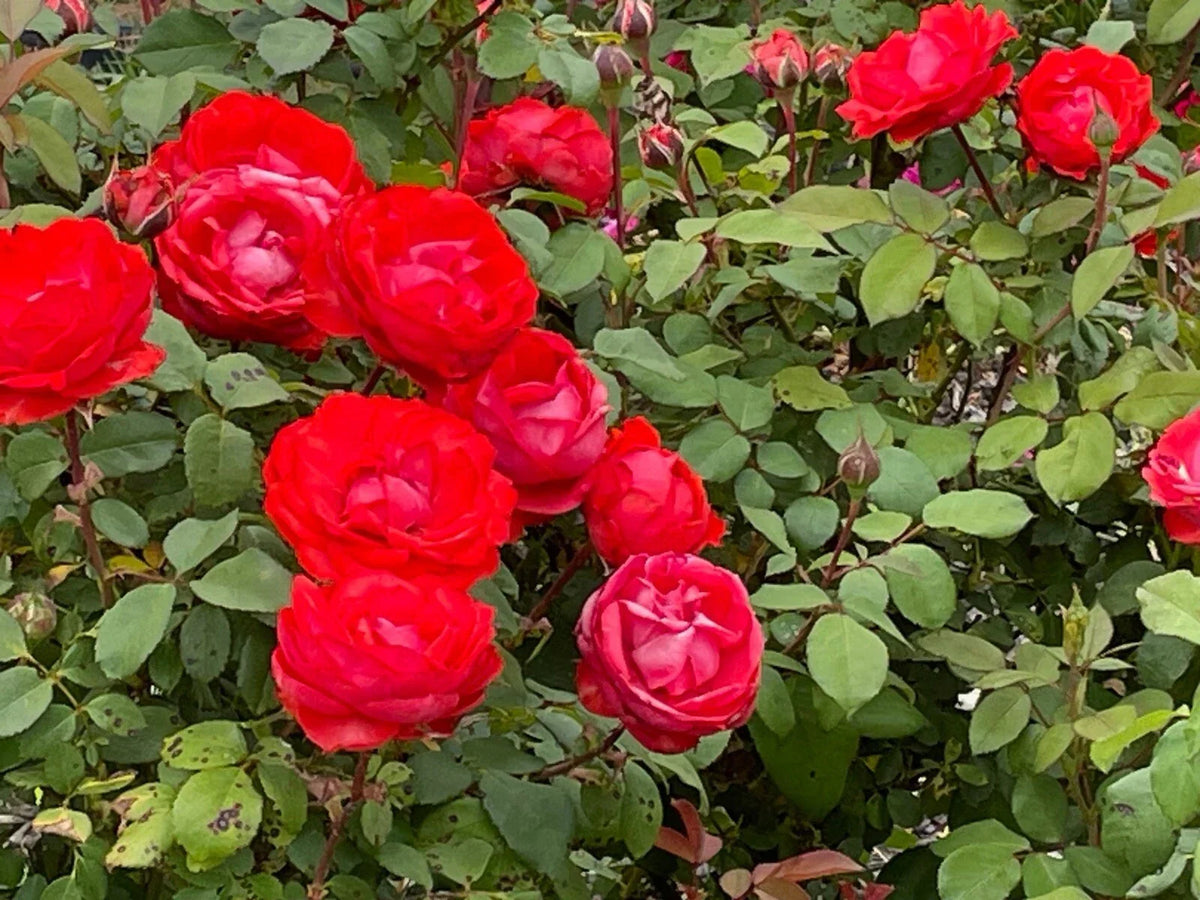 True Passion Rose Cuttings - 4 Fiery Blooms - Rosa 'True Passion' - Perfect for Garden & Floral Arrangements