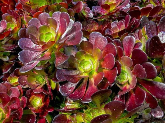 Aeonium Cuttings - Deep Purple with Green Centers - Velour Variety - Aeonium 'Velour' - Perfect for Propagation