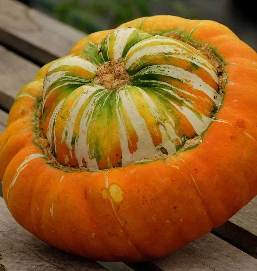 Turk's Turban Gourd Seeds 10 Ct Heirloom NON-GMO Cucurbita Maxima for Gardening, Decorative Fall Gourds