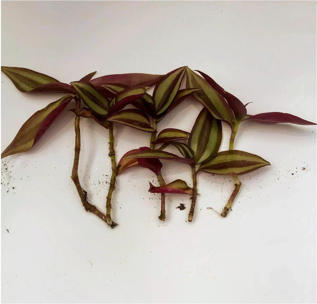 Zebrina Silver Wandering Jew Cuttings - 5 Cuttings in 2" or 4" Pot - Tradescantia zebrina - Easy Care Houseplant
