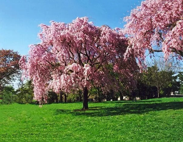 Live Plant - 20 Inch Japanese Pink Weeping Cherry Tree - Prunus serrulata 'Pendula' - Strong Rooted for Gardens