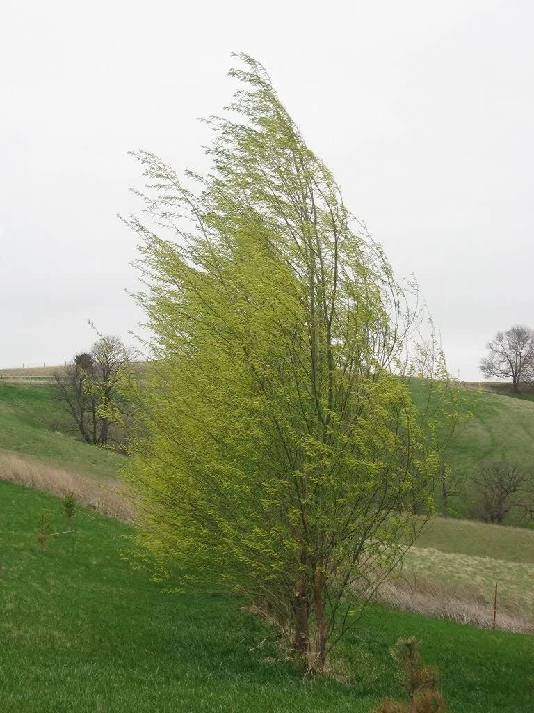 Hybrid Willow Tree - 3 to 6 Feet - Fast Growing Privacy Shade - Austree Willow (Salix x pendulina) - Low Maintenance Starter Plant