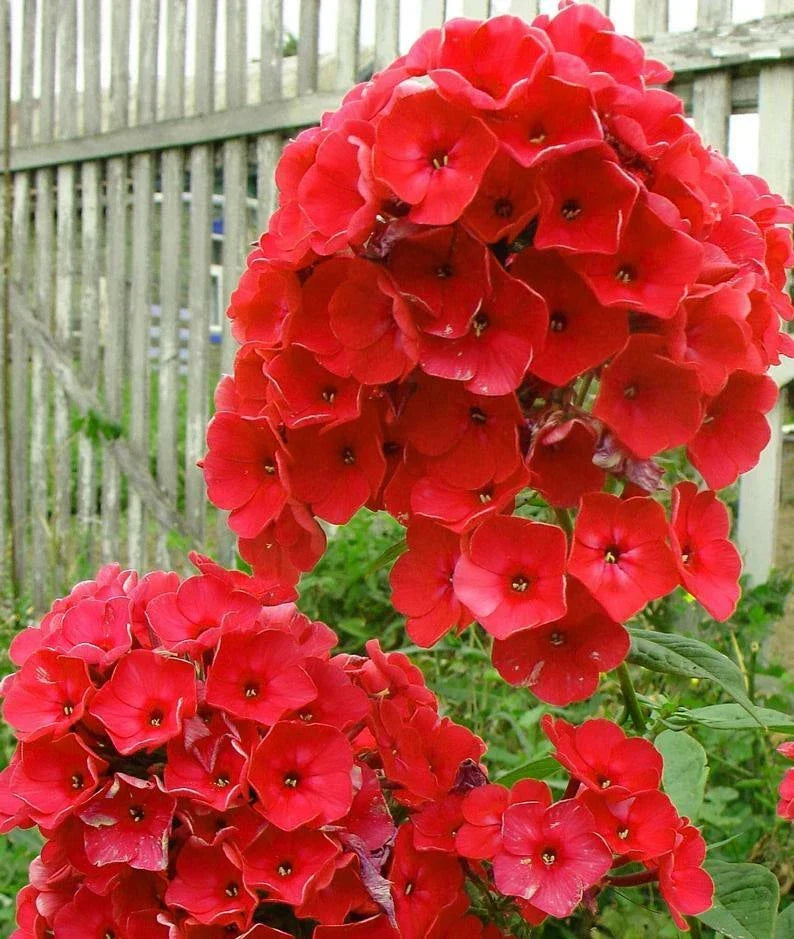 50 Phlox Seeds - Bright Red Perennial Flower for Butterfly Gardens - Phlox paniculata - USA Seller