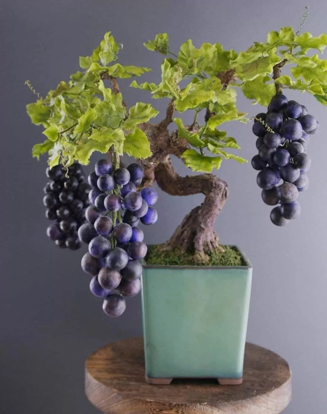 Grape Bonsai Tree Seeds - 50+ Seeds for Planting - Vitis vinifera - Miniature Indoor Gardening - Compact Growth Habit