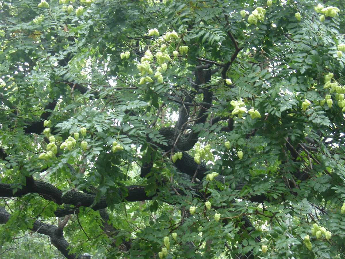 30 Seeds Japanese Pagoda Tree Styphnolobium japonicum Fast-Growing Ornamental Tree Ideal for Urban Gardens