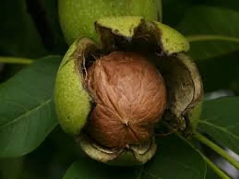 Organic Black Walnut Tree Seeds (3 Pack) Juglans nigra, Heirloom Nut Tree, Deciduous Plant, Sustainable Gardening