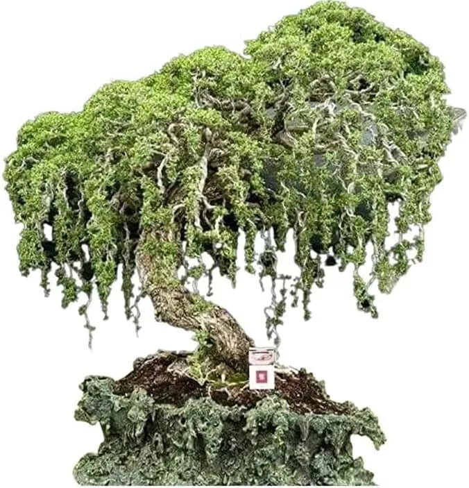 Australian Willow Bonsai Fresh Cutting - Extensive Thick Trunks - Salix fragilis - Ideal for Indoor/Outdoor Gardening