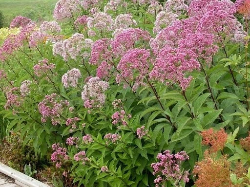 Joe Pye Weed Seeds - 200 Organic Eutrochium purpureum - Attracts Pollinators, USA Grown, Free Shipping