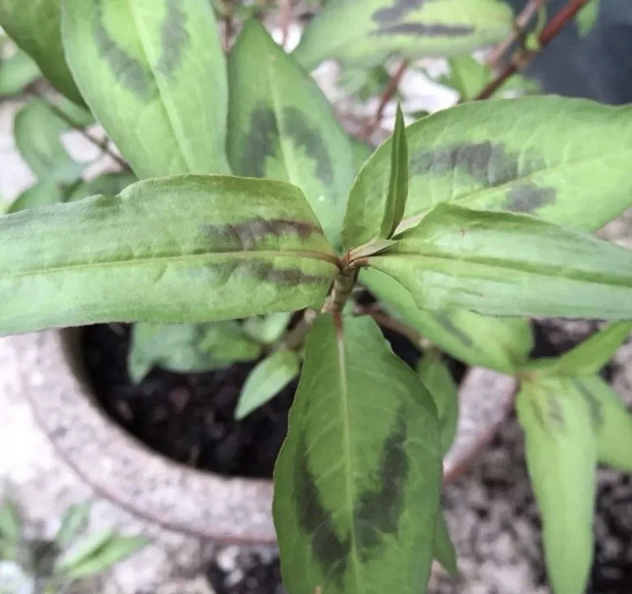 Live Vietnamese Coriander Plants, 4"-5" Rau Ram, Rooted in Soil, Culinary Herb (Persicaria odorata) - Set of 8