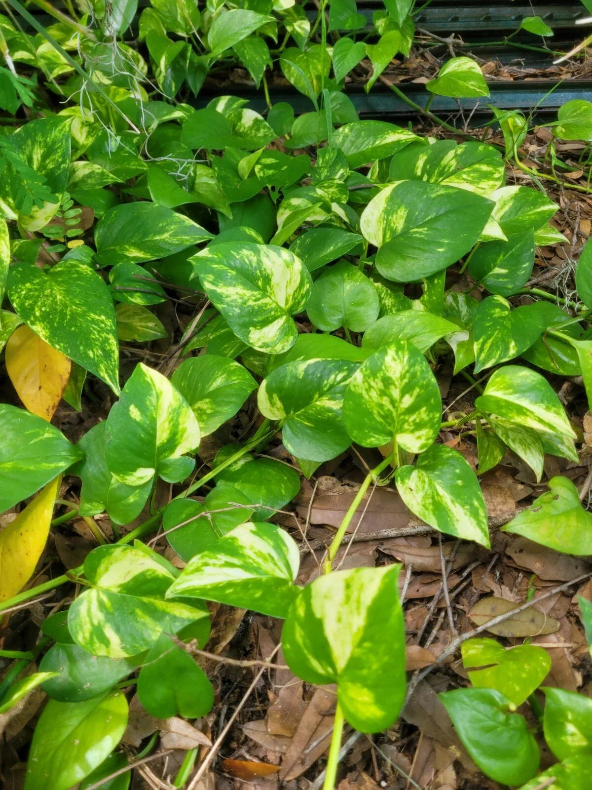 Golden Pathos Live Plant Cuttings - 6 Rooted Cuttings 3"-6" - Epipremnum aureum - Indoor/Outdoor Houseplant 🌿