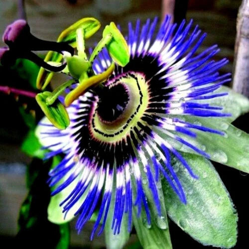 Blue Passion Flower Seeds - Climbing Vine - Passiflora caerulea - Attracts Hummingbirds & Butterflies - Garden Seeds Pack