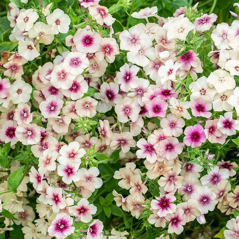 Cherry Caramel Phlox Seeds - 100+ Pack - Phlox paniculata - Vibrant Flowers for Garden Planting