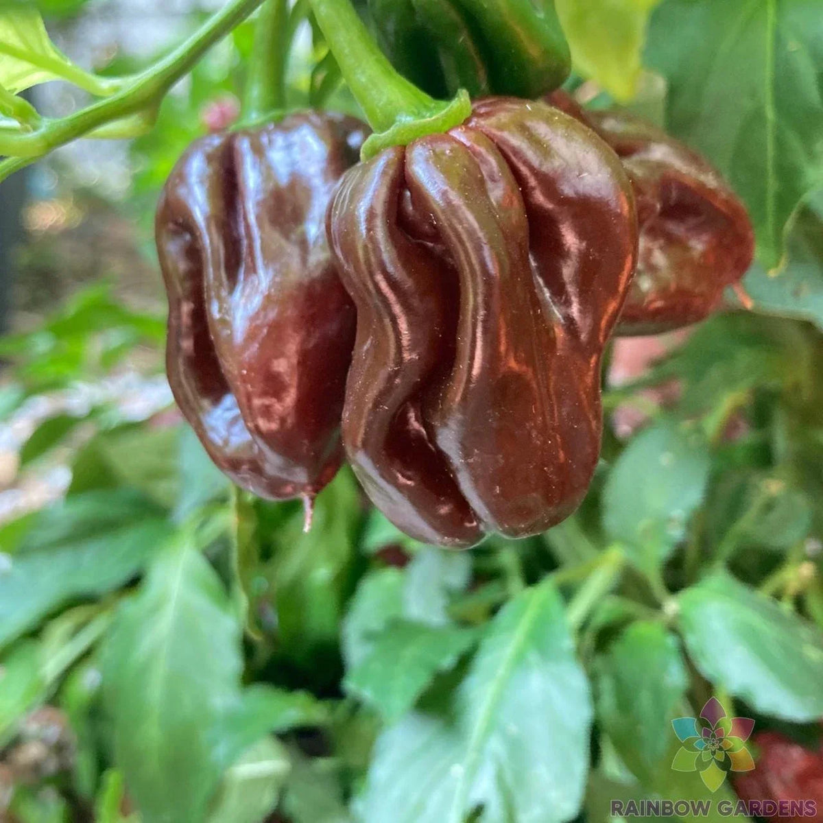 Jamaican Hot Chocolate Pepper Seeds - 25+ Organic Capsicum chinense - Spicy Chocolate Brown Peppers for Garden