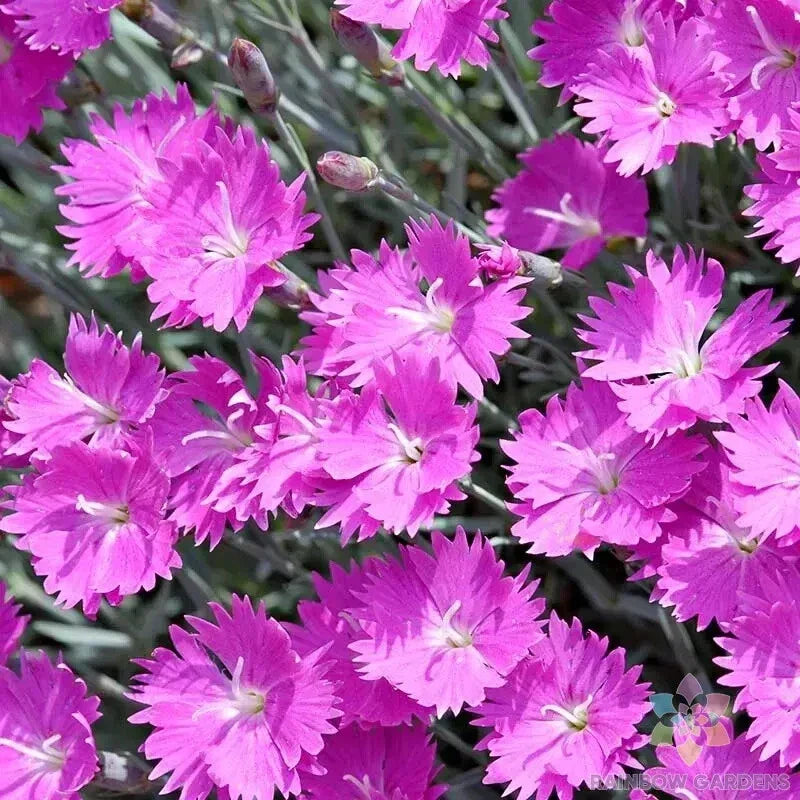 Firewitch Carnation Seeds - 200+ Premium Seeds - Vivid Pink Fringed Flowers - Dianthus gratianopolitanus - USA