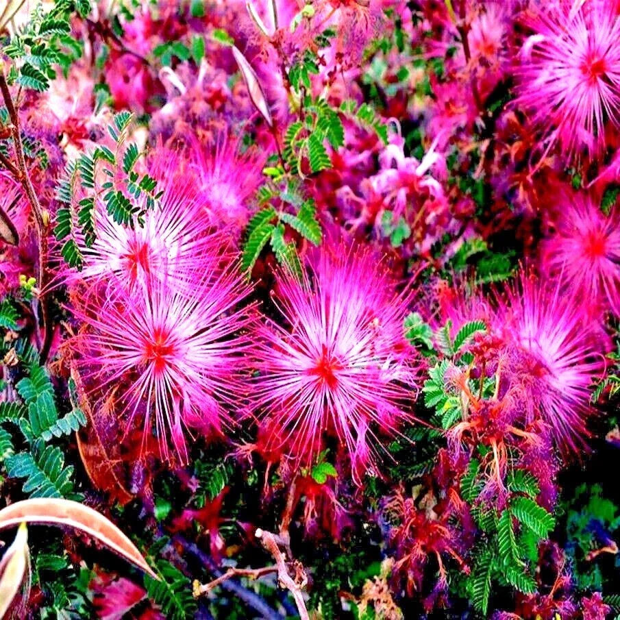 Pink Fairy Duster Tree Seeds - Rare Flowering Mimosa - Mesquitella eriophylla - Drought-Tolerant Garden Seeds Pack
