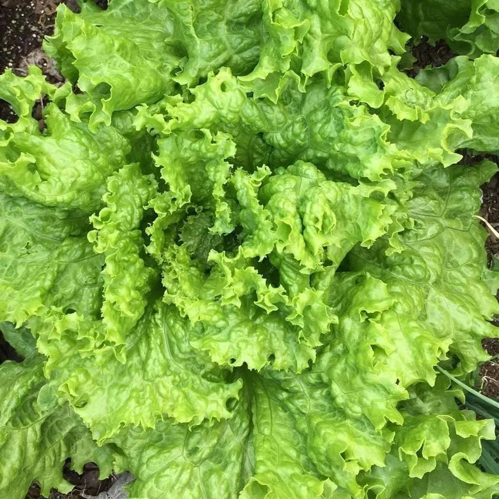 Grand Rapids Leaf Lettuce Seeds - Heirloom NON-GMO Salad Greens - Lactuca sativa - Organic Gardening, Fast Growing, Tasty