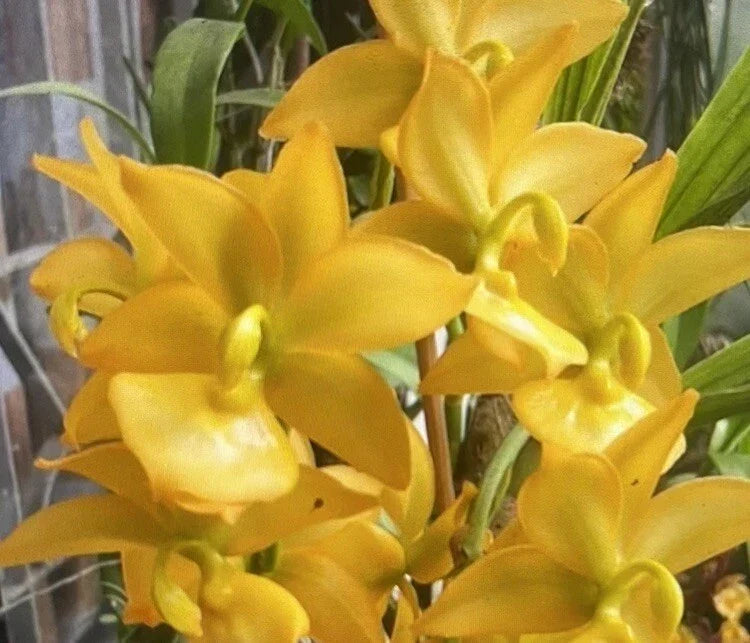 Cyc Orchid Plant Bulb Bare Root Taiyhoung No. 1 Smtoga (Cycnoches) - Vibrant Flowers for Indoor/Outdoor Gardening