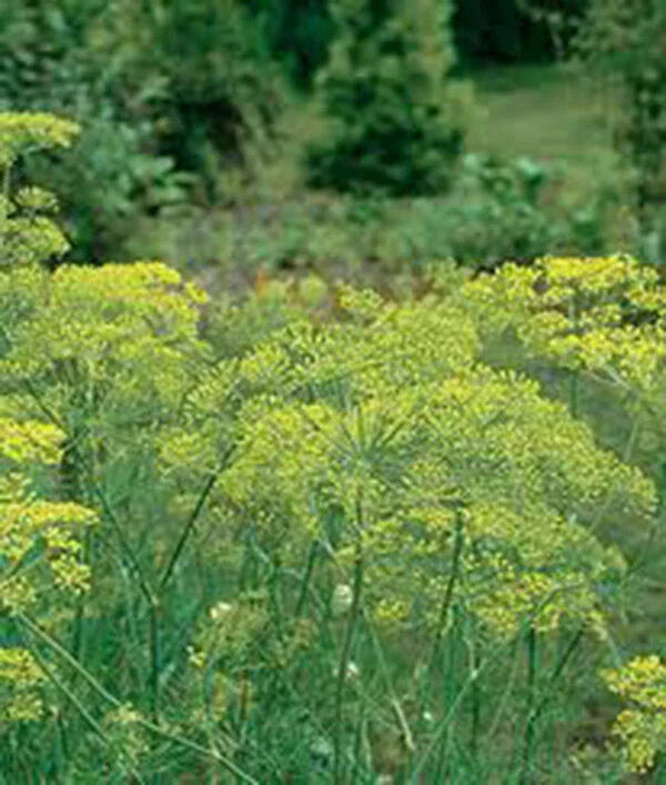 Dill Seed Packet - Heirloom Mammoth Long Island, Non-GMO Spice, 50+ Seeds, Anethum graveolens for Culinary Gardening