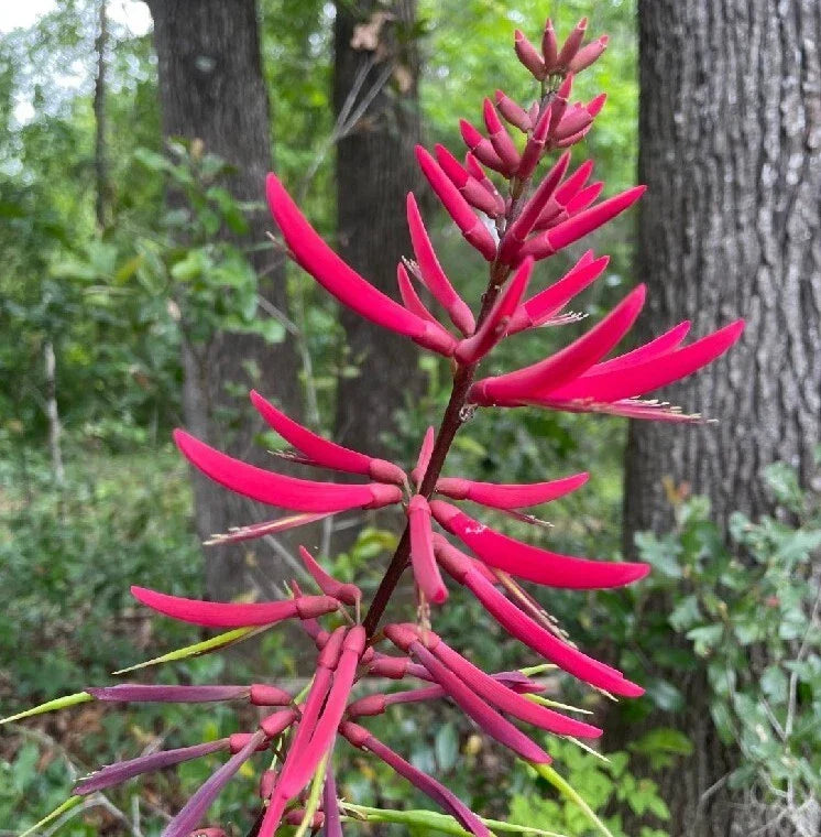 Coral Bean Tree Seeds 10 Pack - Erythrina herbacea - Red Pink Flowers - Florida Native Hummingbird Plant