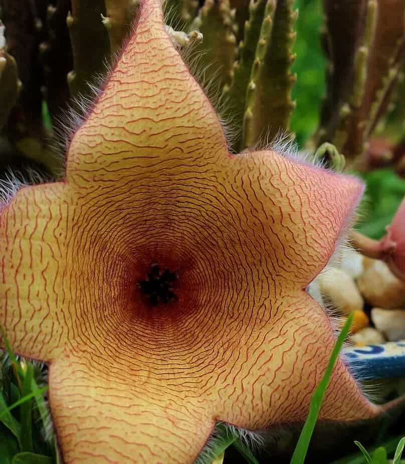 XLARGE Stapelia Gigantea Cutting - Lifesaver Plant - Unique Succulent with 6" Flower - Perfect for Home Decor
