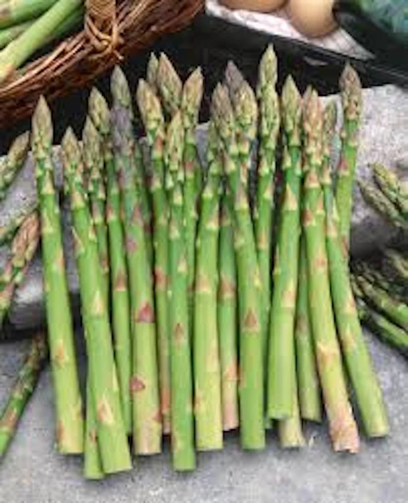 Asparagus Starter Plants - 5 Bare Root Mary Washington - Asparagus officinalis - High-Yielding Perennial Garden Variety