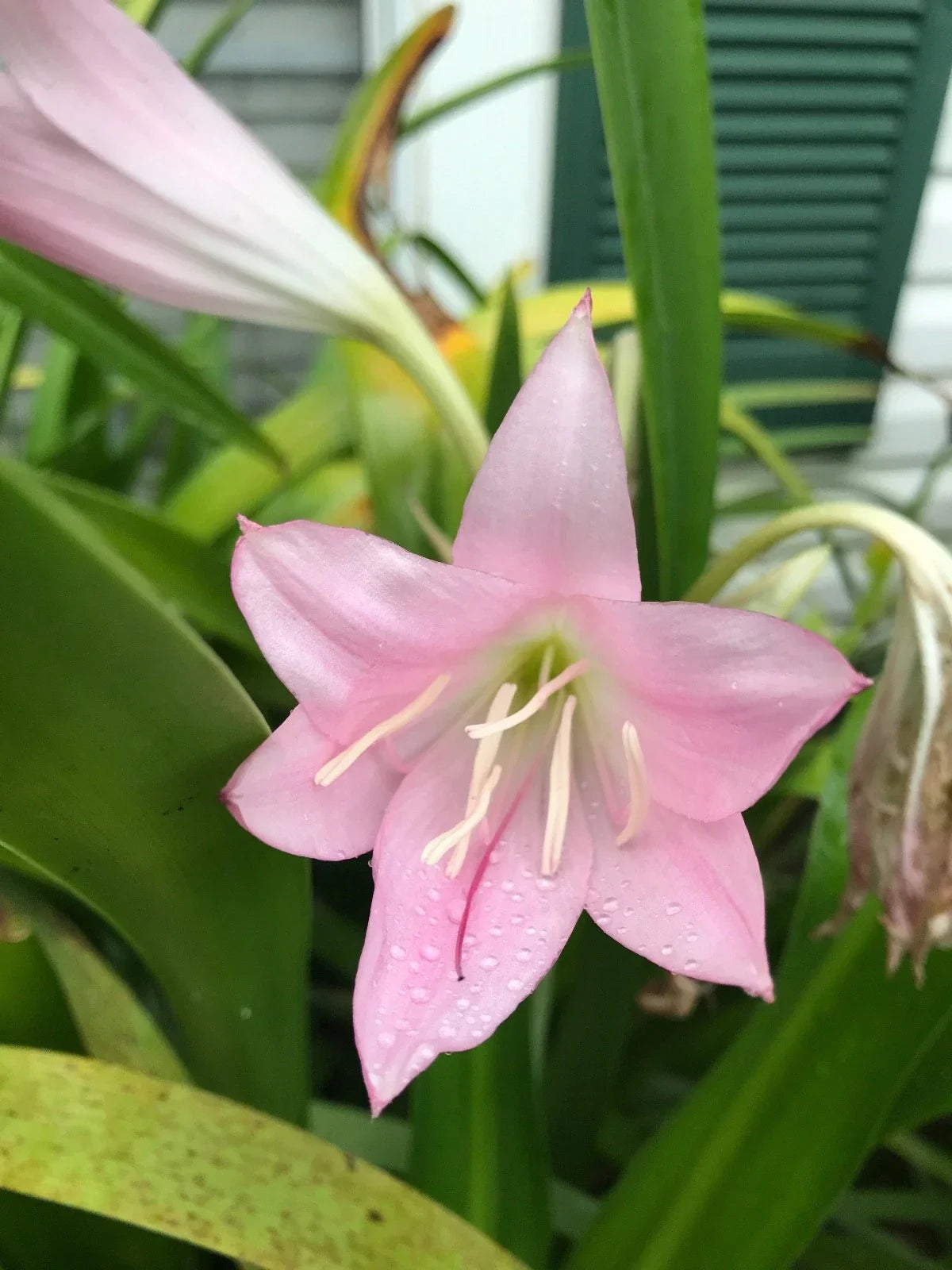 Combo 2 Crinum Lily Bulbs & 2 Red Amaryllis Bulbs 3+ Inch - Crinum spp. & Hippeastrum spp. for Outdoor Planting, Hardy Perennial