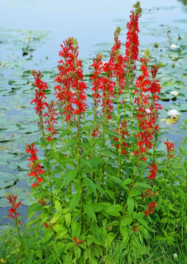 Red Cardinal Flower Roots - 5 Fresh Plants - Lobelia cardinalis - Attracts Hummingbirds, Easy Care Perennial