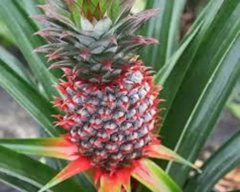 Florida Special Pineapple Plant - 5 Live Starter Plants - Ananas Comosus - Perennial for Container & Patio Gardening