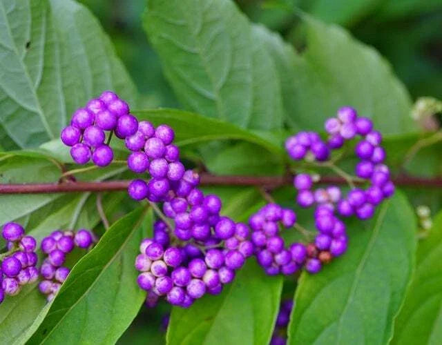 American Beauty Berry Seeds - 20 Non-GMO Seeds - Callicarpa Americana - Native Berry Shrub for Garden Wildlife