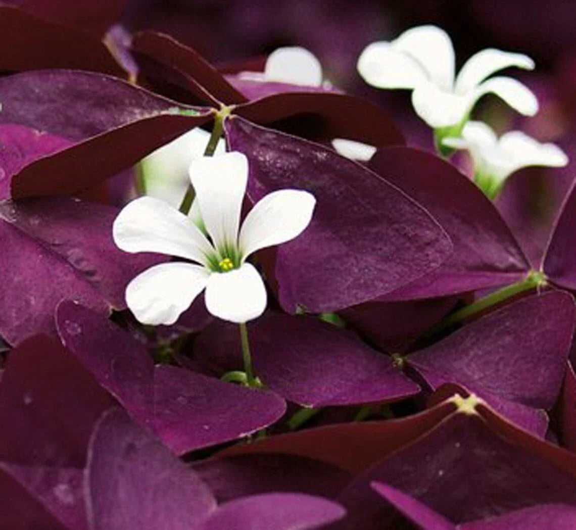 Purple Shamrock Plant 4" Pot - Flowering Houseplant - Oxalis triangularis - Easy Care Indoor Plant with Purple Foliage