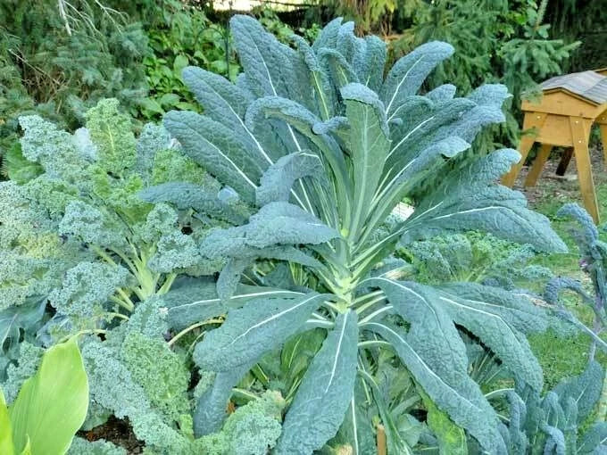 Organic Lacinato Dinosaur Kale Seeds - 600+ Count, Brassica oleracea var. sabellica, Perfect for Spring & Fall Gardens
