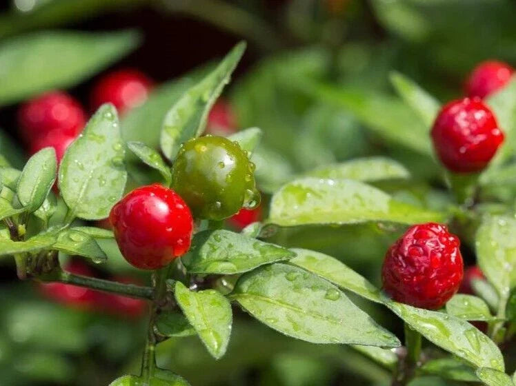 Chiltepin Pepper Seeds - 25 Premium Seeds - Capsicum annuum - Hot Classic Variety - Non-GMO for Home Gardens