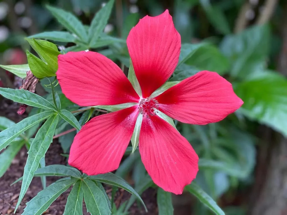 Texas Star Hibiscus Seeds 50 Count Red Flowering Hibiscus coccineus for Planting, Hardy Perennial Garden Seeds