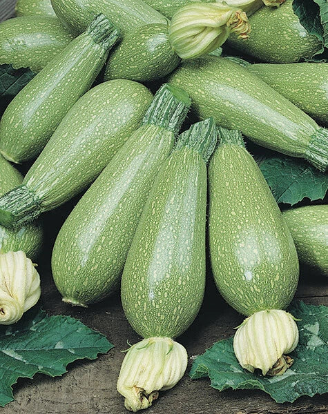 Grey Zucchini Summer Squash Seeds 15 Ct - Heirloom Cucurbita pepo - Non-GMO Vegetable Seeds for Home Gardening
