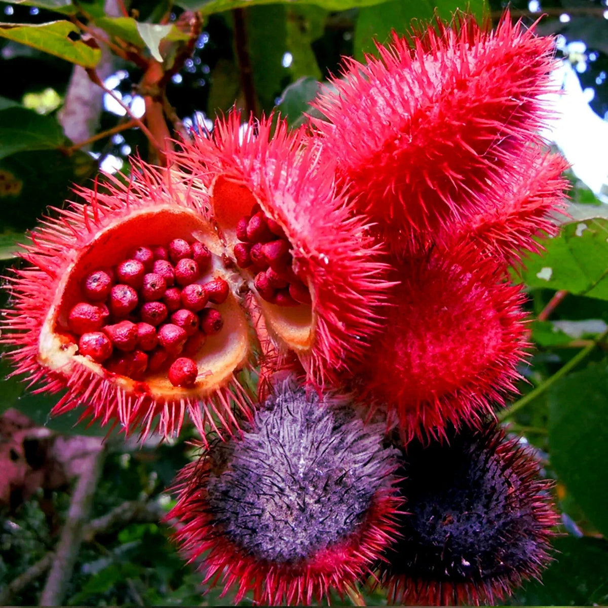Annatto Dye Plant Seeds - 50 Bixa orellana Lipstick Tree Seeds with Tropical Pink Flowers for Gardening and Natural Dye