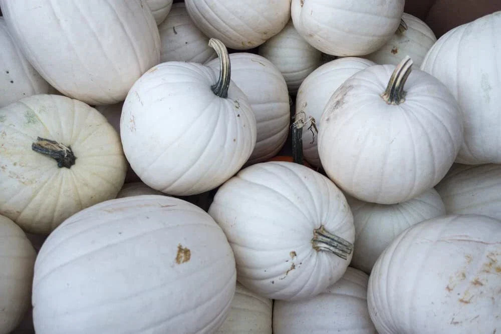 Blanco White Pumpkin Seeds - 10 Count for Planting - Cucurbita pepo - Ideal for Unique Jack-O-Lanterns and Fall Decor