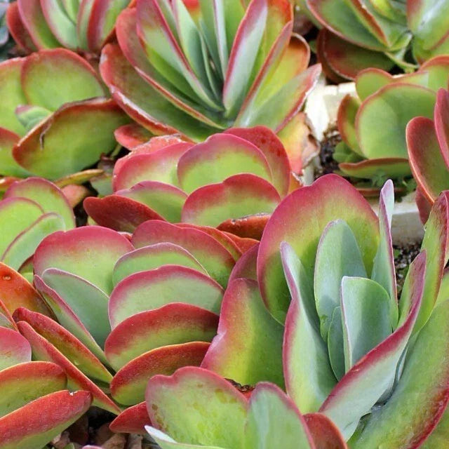 Blushing Heart Kalanchoe Live Plant - 2.5" Pot - Indoor Succulent - Kalanchoe tomentosa - Low Maintenance Houseplant