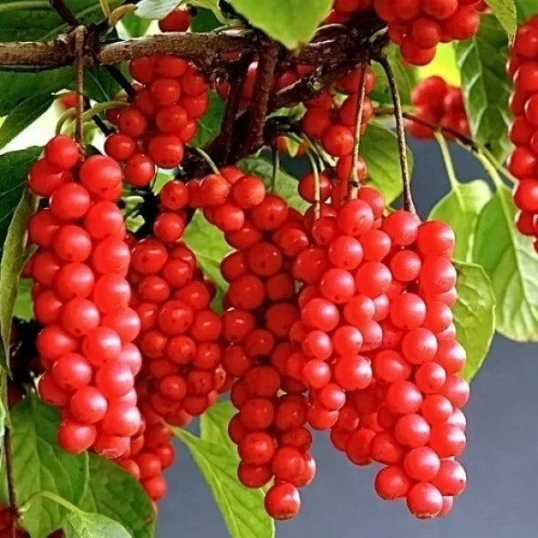 Self-Pollinating Schisandra Chinensis Cuttings - 20 Limonnik Wu Wei Zi Plant Cuttings for Garden or Home Use