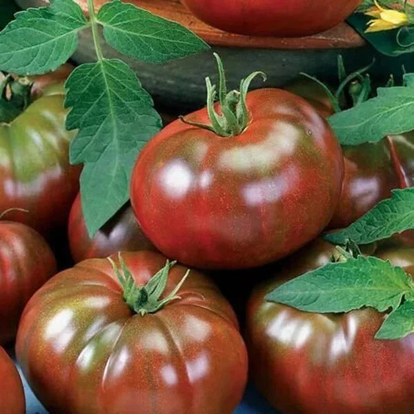 Organic Chef's Choice Black Tomato Seeds – 40 Heirloom Seeds – Solanum lycopersicum – USA Grown, Non-GMO Variety