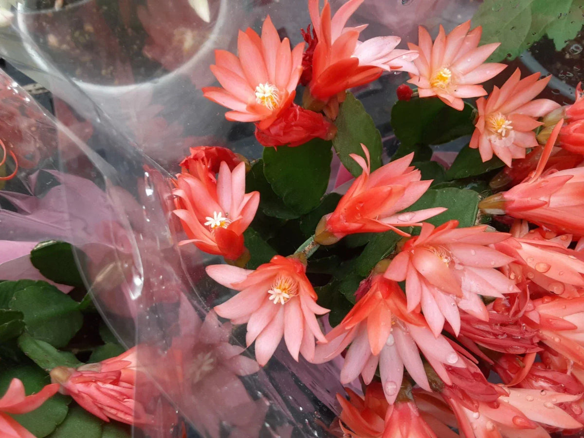 Orange Easter Cactus Cutting - Indoor Plant Propagation - Rhipsalidopsis gaertneri - Bright Orange Blooms, Easy Care