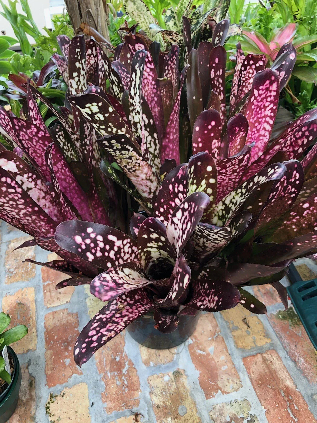 Billbergia Hallelujah Bromeliad Plant - 6-Inch Tropical Indoor Houseplant with Colorful Foliage - Billbergia 'Hallelujah'